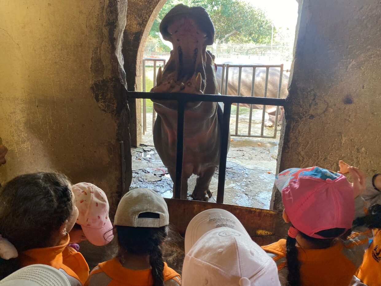 Kindergarten: Ausflug in den Zoo